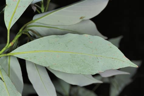 楠屬|二、楨楠屬植物 樟科